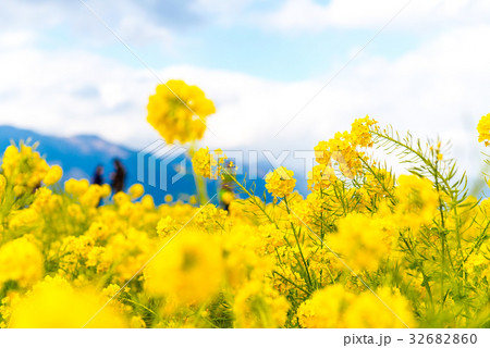 菜の花 32682860