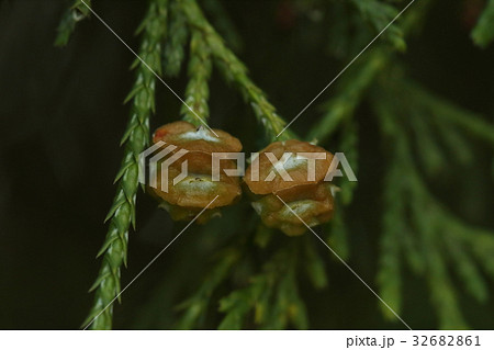 自然 植物 サワラ、七月中旬。茶色ががってきた果実。ヒノキの様に丸くはなりません 自然 植物 サワラ、七月中旬。茶色ががってきた果実。ヒノキの様に丸くはなりません 32682861