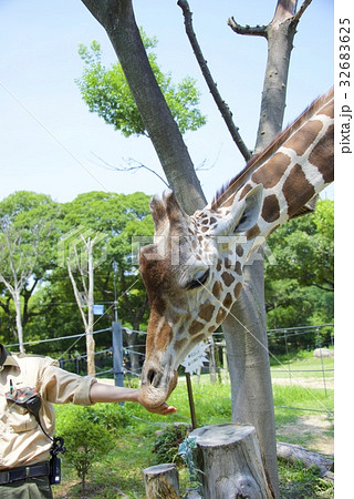 天王寺動物園のキリンの写真素材