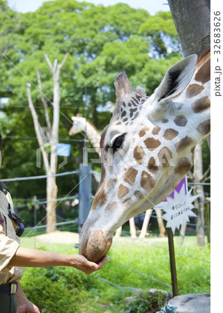 天王寺動物園のキリンの写真素材