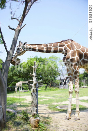 天王寺動物園のキリン 天王寺動物園のキリン 32683629
