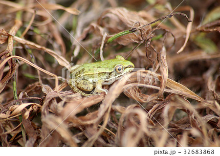 トノサマガエル 32683868