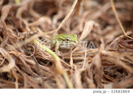 トノサマガエル 32683869