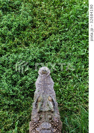 The head of a crocodile resting on the grass. 32684190