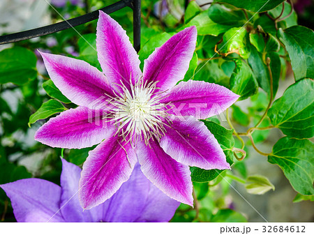 Flowers blooming at Ashikaga Flower Park Flowers blooming at Ashikaga Flower Park 32684612