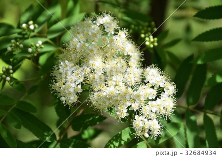 Spring flowering Rowan 32684934