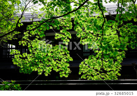 Tree forest at forest in Aomori, Japan 32685015