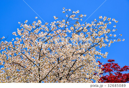 White cherry blooming under blue sky 32685089