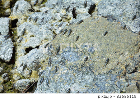 岩場の大量のフナムシ 32686119