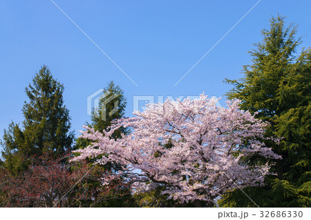 さくら さくら 32686330