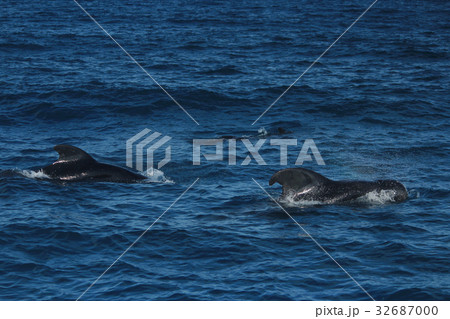 きれいな海でイルカやクジラの鑑賞 Dolphins and whales watching きれいな海でイルカやクジラの鑑賞 Dolphins and whales watching 32687000
