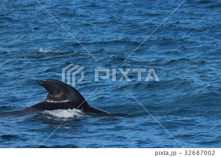 きれいな海でイルカやクジラの鑑賞 Dolphins and whales watching  32687002