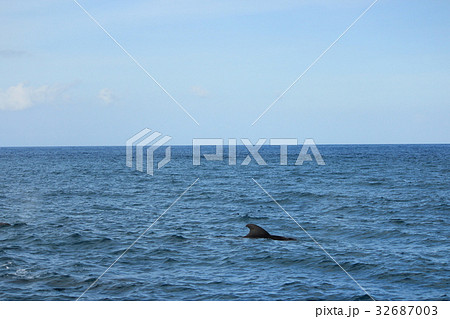 きれいな海でイルカやクジラの鑑賞 Dolphins and whales watching  きれいな海でイルカやクジラの鑑賞 Dolphins and whales watching  32687003