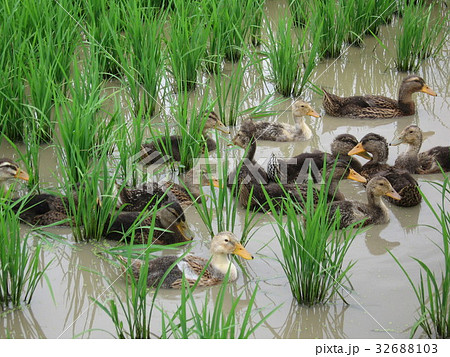 無農薬農法に最適なアイガモ農法合鴨が雑草を食べます 32688103