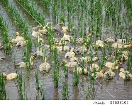 有機農法無農薬農法に最適なアイガモ農法合鴨が雑草を食べます 32688105