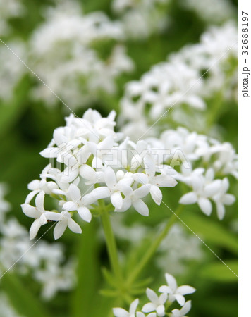 クルマバソウ クルマバソウ 32688197