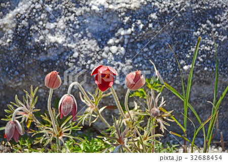 オキナグサ オキナグサ 32688454