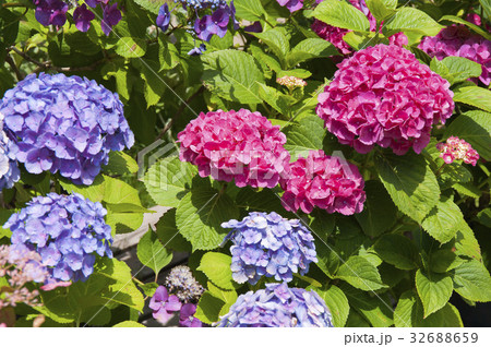 紫陽花 32688659