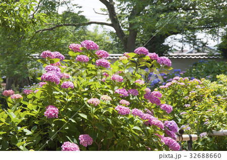 紫陽花 紫陽花 32688660