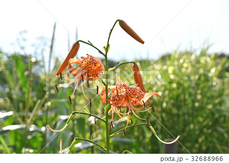 オニユリ（鬼百合） 32688966