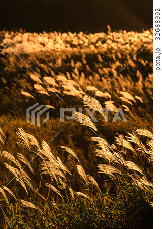 夕日とススキ 32688992