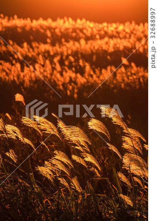 夕日とススキ 32688997