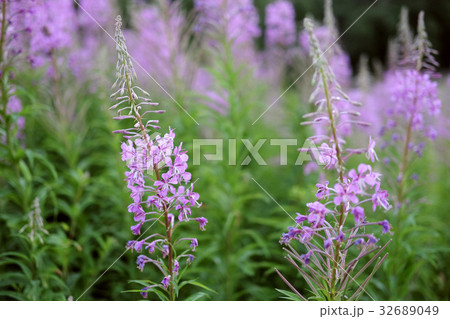 Green field with bright purple flowers Green field with bright purple flowers 32689049