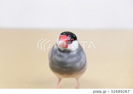 桜文鳥のオスの写真素材