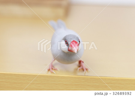 シルバー文鳥のメス シルバー文鳥のメス 32689392