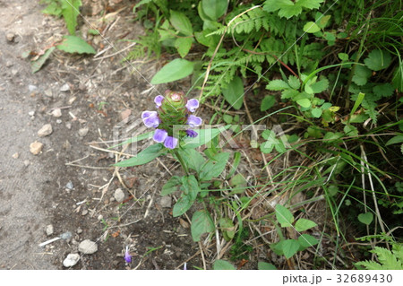 ゆうすげの道のウツボグサ ゆうすげの道のウツボグサ 32689430