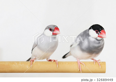 文鳥のつがい 文鳥のつがい 32689449