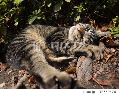 寝転がる　キジトラ猫 32689470