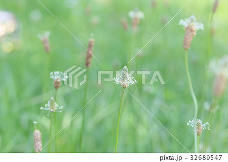 ヘラオオバコの花 32689547