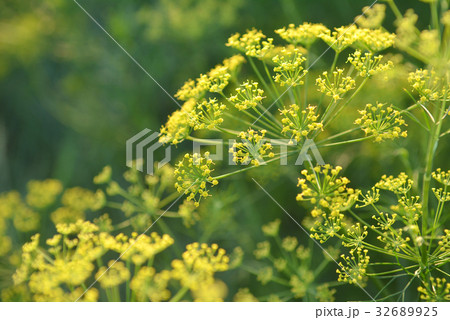 Yellow flower of dill. 32689925