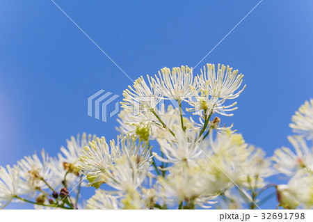 長野県 霧ヶ峰 八島湿原のカラマツソウの花の写真素材
