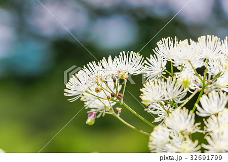 【長野県】霧ヶ峰・八島湿原のカラマツソウの花 32691799