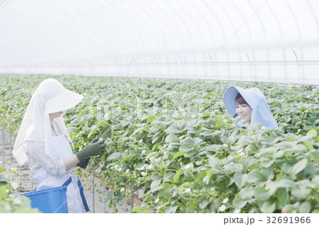 いちご農家 32691966