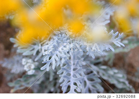 シロタエギク 32692088