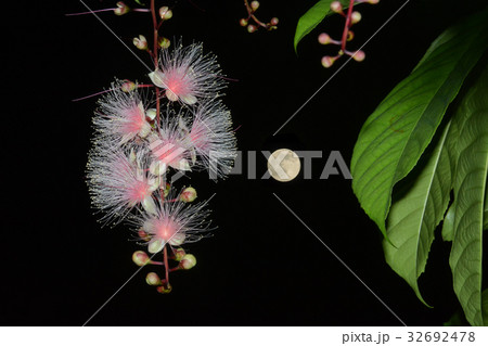 サガリバナと月 32692478