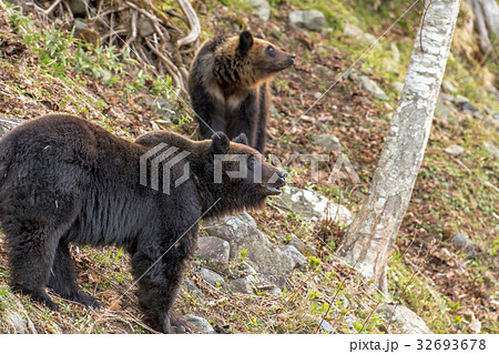 知床のヒグマたち5 32693678