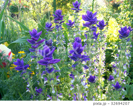 ペインテッドセージ 32694207