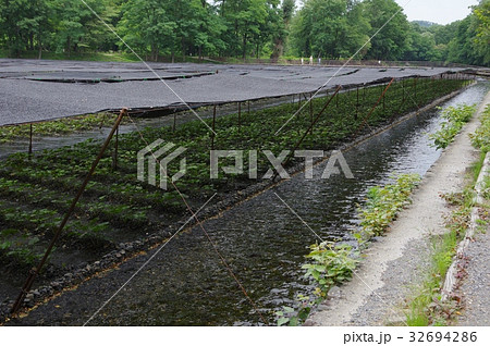 安曇野　大わさび農場 32694286