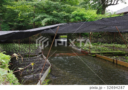 安曇野　大わさび農場 32694287