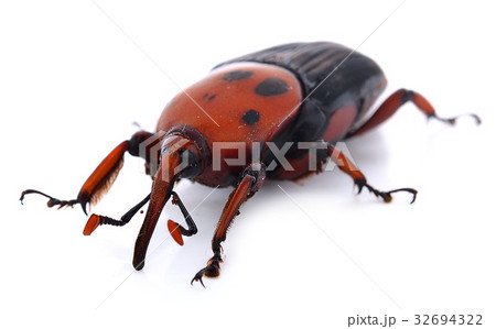 red palm weevil red palm weevil 32694322