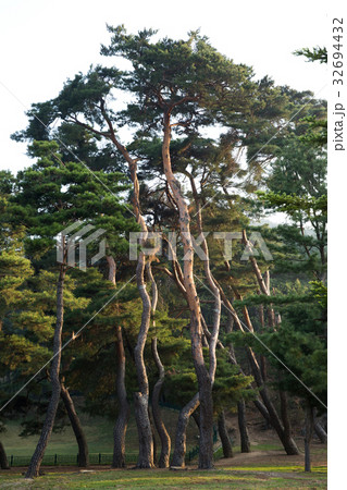 慶北 森 屋外 32694432