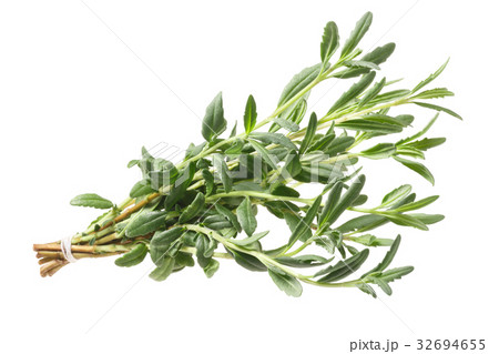 Hyssop Hyssopus officinalis herb, path Hyssop Hyssopus officinalis herb, path 32694655