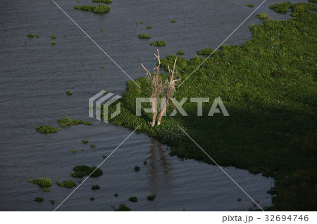 swamp swamp 32694746