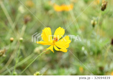 Marigold flowers in the garden. 32694839
