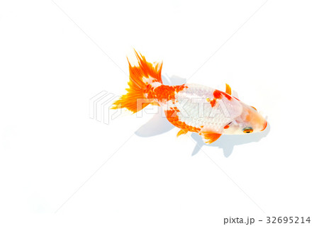 出雲なんきん〜島根県出雲地方で飼育されてきた金魚 32695214