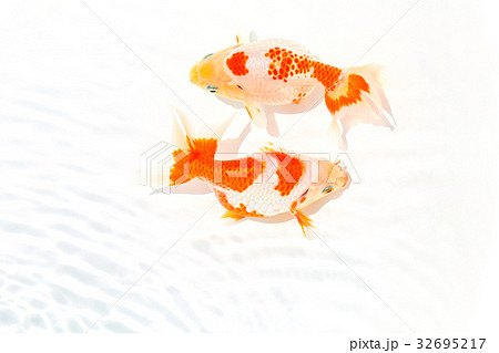 出雲なんきん〜島根県出雲地方で飼育されてきた金魚 32695217